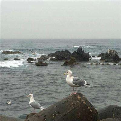 楚颖传手游